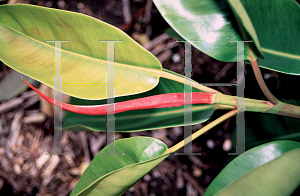 Picture of Ficus elastica 'Decora'