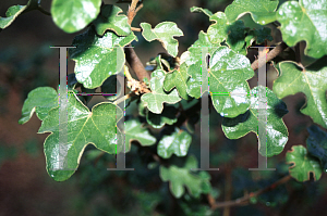 Picture of Fremontodendron californicum 