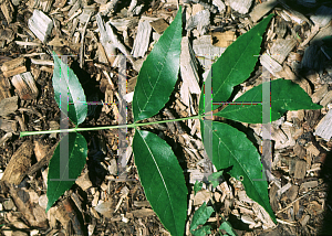 Picture of Fraxinus pennsylvanica var. subintegerrima 