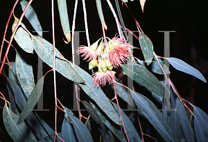 Picture of Eucalyptus sideroxylon 