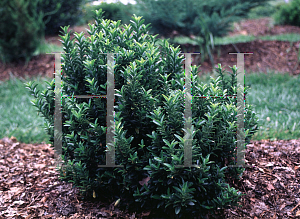 Picture of Euonymus japonicus 'Microphyllus'