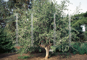 Picture of Gardenia spatulifolia 