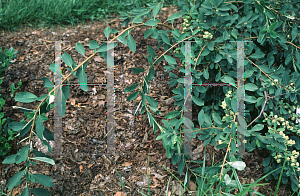 Picture of Exochorda racemosa 