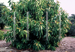 Picture of Ficus elastica 'Decora'