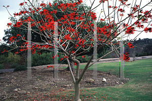 Picture of Erythrina x sykesii 