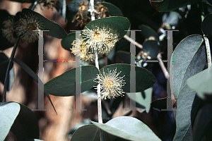 Picture of Eucalyptus polyanthemos 