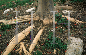 Picture of Erythrina x sykesii 