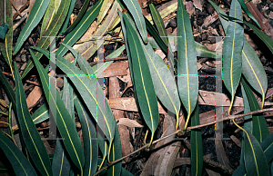 Picture of Eucalyptus papuana 