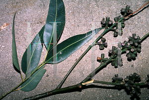 Picture of Eucalyptus camaldulensis 