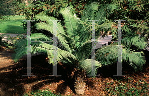 Picture of Dioon spinulosum 