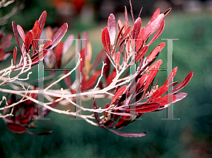 Picture of Dodonaea viscosa 'Purpurea'