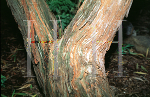 Picture of Dodonaea viscosa 'Purpurea'