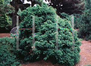 Picture of Cryptomeria japonica 'Elegans Nana'