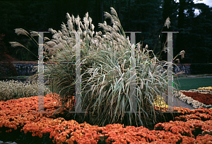 Picture of Miscanthus sinensis condensatus 'Silverbell'
