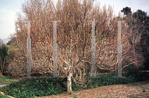 Picture of Paulownia fargesii 