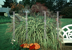 Picture of Miscanthus sinensis 'Variegatus'