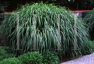 Picture of Miscanthus sinensis 'Zebrinus'