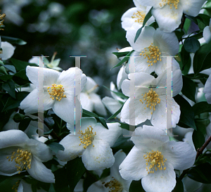 Picture of Philadelphus inodorus 