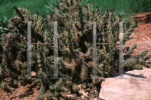 Picture of Opuntia imbricata 