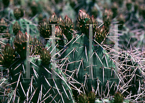 Picture of Opuntia polyacantha 