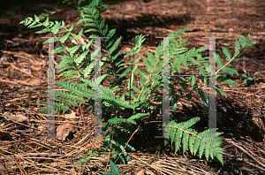 Picture of Osmunda regalis 