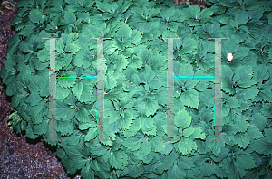 Picture of Pachysandra procumbens 