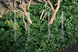 Picture of Pachysandra terminalis 