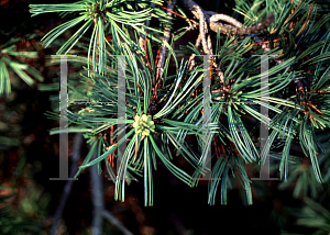 Picture of Pinus albicaulis 