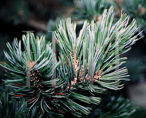 Picture of Pinus aristata x balfouriana 