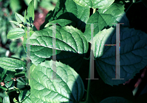 Picture of Philadelphus x virginalis 'Minnesota Snowflake'