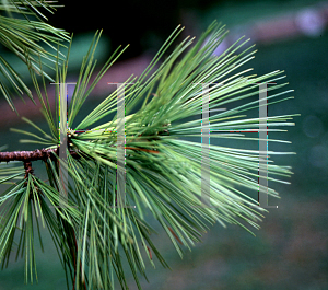 Picture of Pinus peuce 