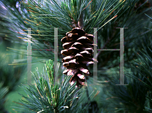 Picture of Pinus peuce 