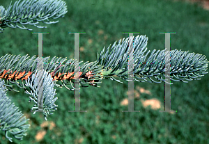 Picture of Picea asperata 