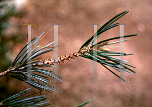 Picture of Pinus quadrifolia 