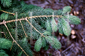 Picture of Picea schrenkiana 