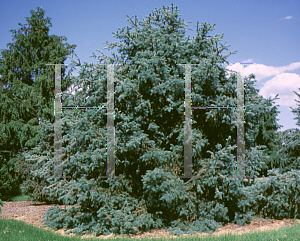 Picture of Picea asperata 