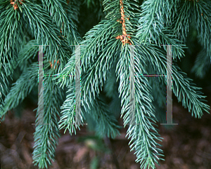 Picture of Picea asperata var. retroflexa 