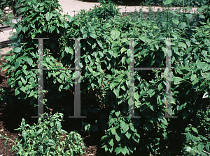 Picture of Philadelphus x virginalis 'Minnesota Snowflake'