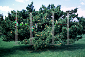 Picture of Pinus tabulaeformis 