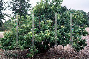 Picture of Pittosporum brevicalyx 