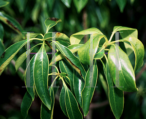 Picture of Pittosporum brevicalyx 