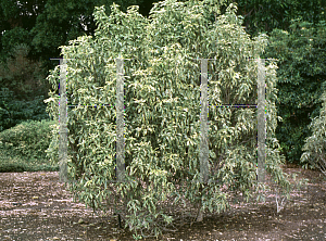 Picture of Pittosporum eugeniodes 