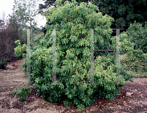 Picture of Pittosporum mannii 