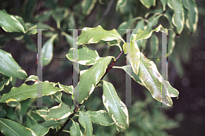 Picture of Pittosporum eugeniodes 