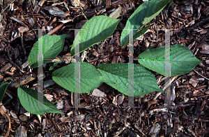 Picture of Prunus cyclamina 