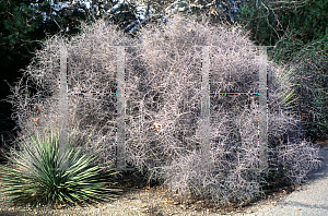 Picture of Prunus fasciculata 
