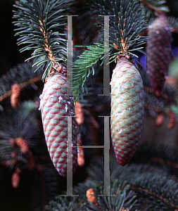 Picture of Picea asperata var. retroflexa 