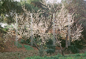 Picture of Prunus mume 'Rosemary Clarke'