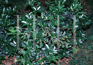 Picture of Pieris floribunda 