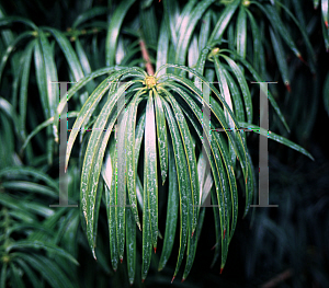 Picture of Podocarpus henkelii 